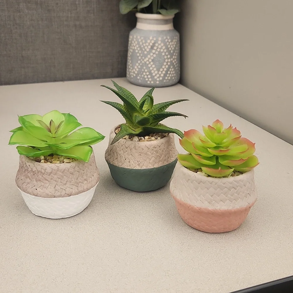 Set of 3 potted succulents